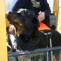 Rottweiler Jilly