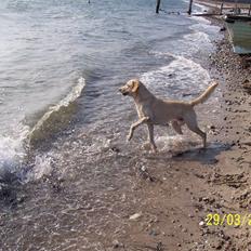 Blanding af racer Balou R.I.P.