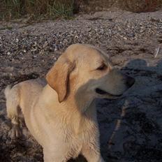 Blanding af racer Balou R.I.P.