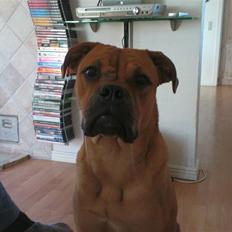 Bullmastiff Manse