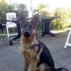 Schæferhund coco