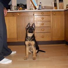 Schæferhund coco