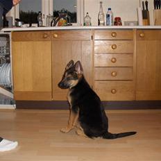 Schæferhund coco