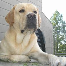 Labrador retriever Athos