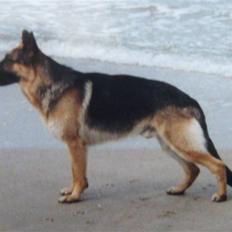 Schæferhund Rocco *R.I.P*