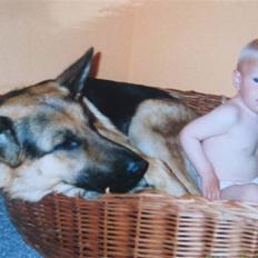 Schæferhund Rocco *R.I.P*