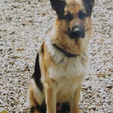 Schæferhund Rocco *R.I.P*