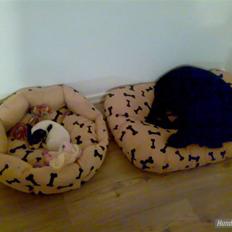 Jack russell terrier Soffi -