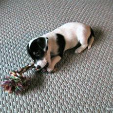 Jack russell terrier Soffi -