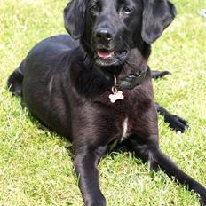 Labrador retriever Freja - 