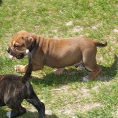 Mallorca Mastiff / Ca de Bou Alejo/Hector