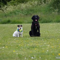 Labrador retriever Freja - 