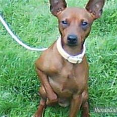 Dvaergpinscher Tango