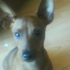 Dvaergpinscher Tango