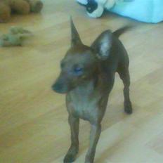 Dvaergpinscher Tango