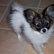 Papillon Soffi