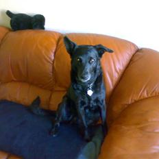 Blanding af racer Molly