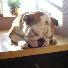 Engelsk bulldog Elliot