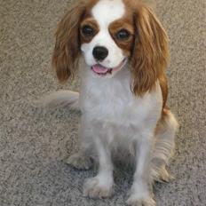 Cavalier king charles spaniel Molly