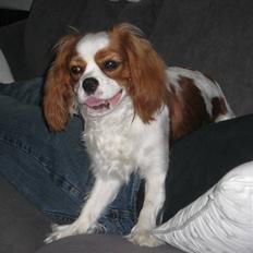 Cavalier king charles spaniel Molly