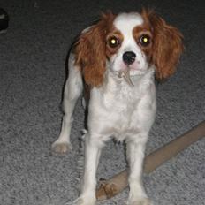 Cavalier king charles spaniel Molly