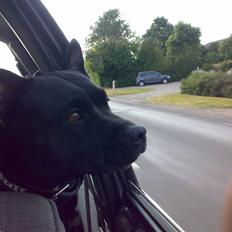 Staffordshire bull terrier Diva