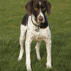 Gammel dansk hønsehund Fifi