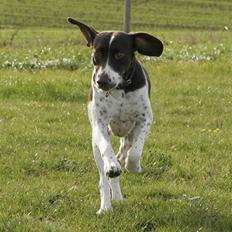 Gammel dansk hønsehund Fifi