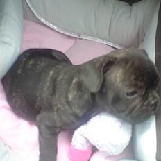 Fransk bulldog DIva