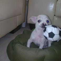 Chihuahua Luigi