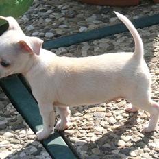 Chihuahua Luigi
