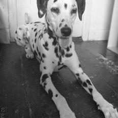 Dalmatiner Samson