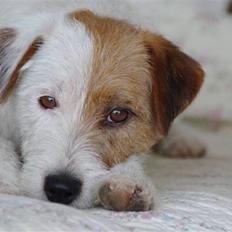 Jack russell terrier ! Kajsenborg's Orla Olsen