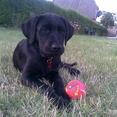 Blanding af racer Ziggi *R.I.P*