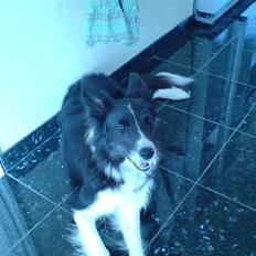 Border collie Bibbi :D 