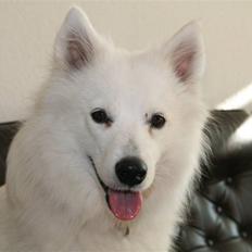 Amerikansk eskimohund Nana