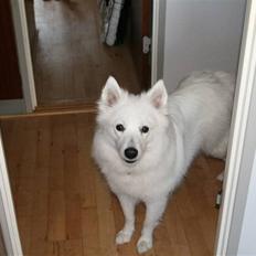 Amerikansk eskimohund Nana