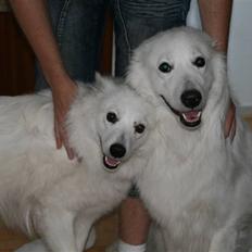 Amerikansk eskimohund Nana