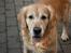 Golden retriever Django<'3 R.I.P  - Miin dejlige hund , Han er rigtigt fotogen <3 (: