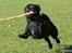 Blanding af racer Kenzo  Mops/Puddel