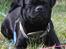Blanding af racer Kenzo  Mops/Puddel