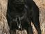 Blanding af racer Kenzo  Mops/Puddel