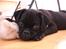 Blanding af racer Kenzo  Mops/Puddel