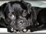 Blanding af racer Kenzo  Mops/Puddel