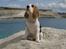 Beagle Svea
