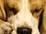 Beagle Svea