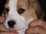 Beagle Svea