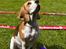 Beagle Svea