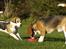 Beagle Svea