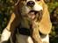 Beagle Svea